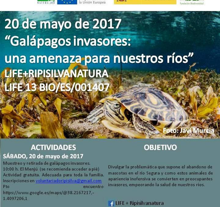 Nueva actuación contra los galápagos invasores en el Menjú