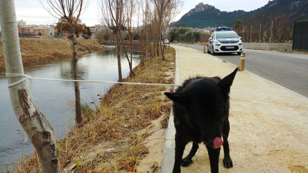 Foto del Perro rescatado por la Policía Local de Cieza en el Río Segura.