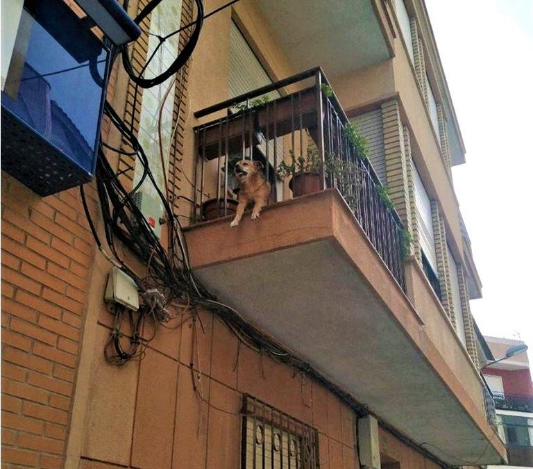 Rescatan a un perro atrapado en los barrotes de un balcón en Cieza