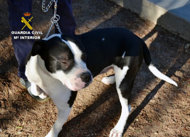 La Guardia Civil detiene al propietario de dos perros de raza peligrosa que atacaron a un vecino de Cieza