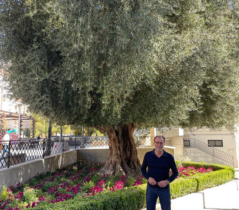 El Ayuntamiento lucha por lograr la D.O.P para la oliva mollar