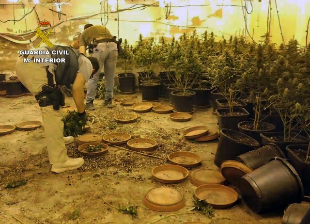 La Guardia Civil desmantela una plantación de marihuana en Cieza