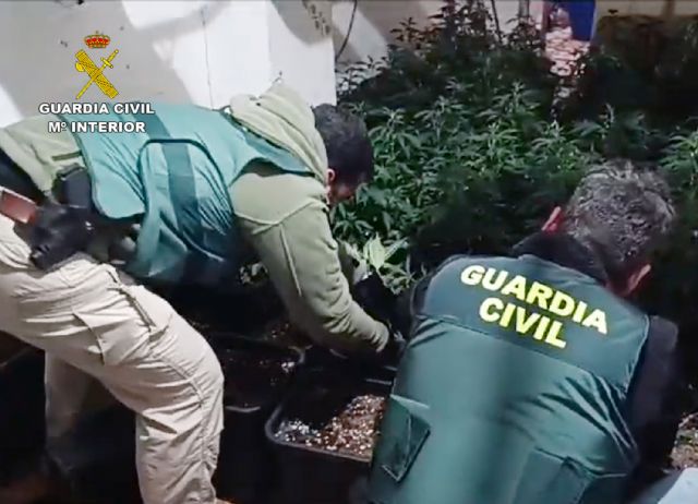 Desmantelan un invernadero con 200 plantas de marihuana en Cieza