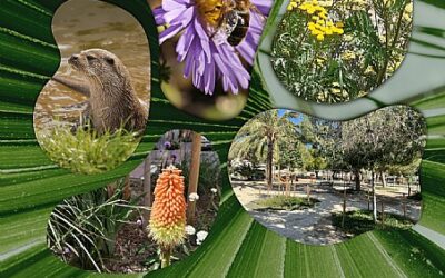 Cieza celebra por primera vez BiodiverCity Festival